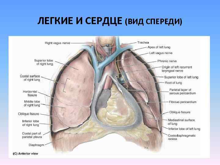 ЛЕГКИЕ И СЕРДЦЕ (ВИД СПЕРЕДИ) 