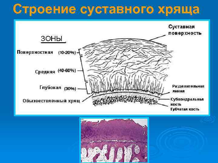 Какой цифрой на рисунке обозначен суставной хрящ