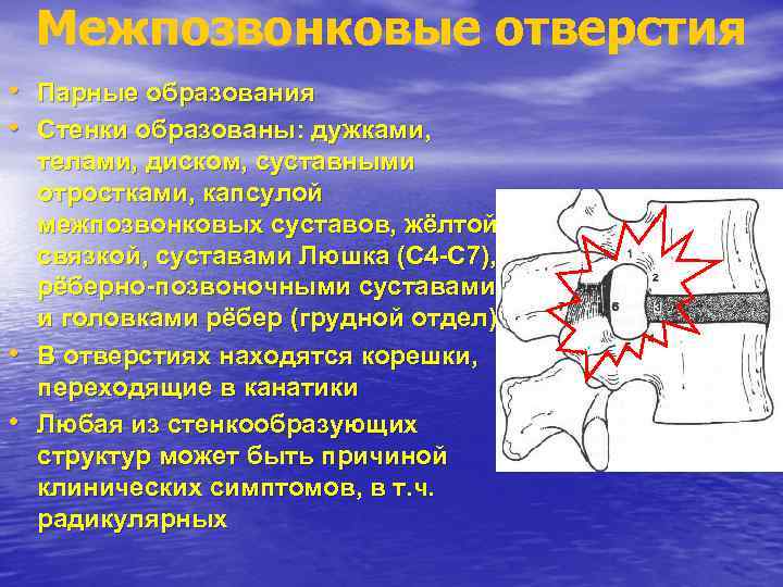 Межпозвонковые отверстия • Парные образования • Стенки образованы: дужками, • • телами, диском, суставными