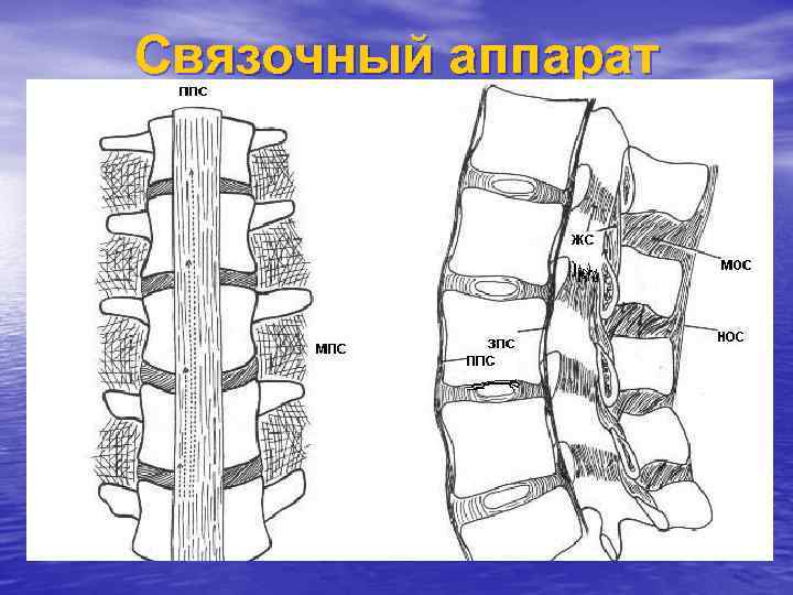 Связочный аппарат 