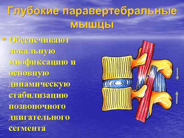 Глубокие паравертебральные мышцы • Обеспечивают локальную миофиксацию и основную динамическую стабилизацию позвоночного двигательного сегмента