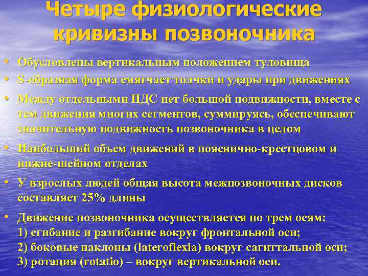 Четыре физиологические кривизны позвоночника • Обусловлены вертикальным положением туловища • S-образная форма смягчает толчки