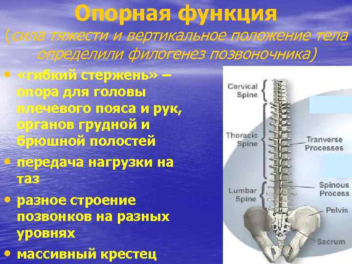 Вертикальное положение человека. Опорная функция позвоночника. Позвоночный столб в филогенезе. Опорная функция позвоночника человека. Лекция остеохондроз позвоночника.