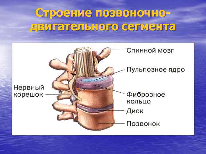 Строение позвоночнодвигательного сегмента 