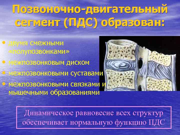 Позвоночно-двигательный сегмент (ПДС) образован: • двумя смежными «полупозвонками» • межпозвонковым диском • межпозвонковыми суставами