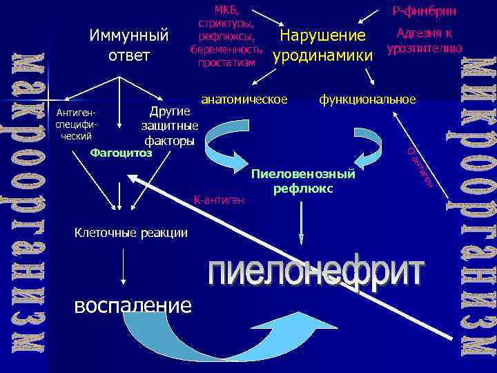 Иммунный ответ Антигенспецифический МКБ, стриктуры, рефлюксы, беременность простатизм Другие защитные факторы Р-фимбрии Нарушение уродинамики
