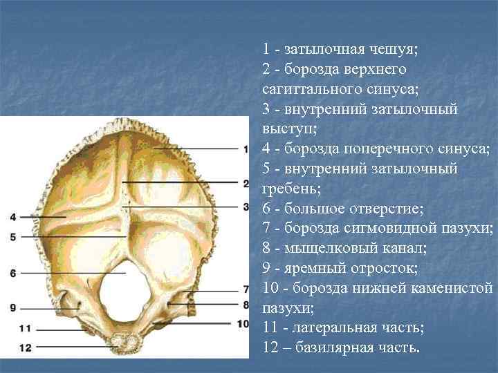 Борозда поперечного синуса затылочной кости. Борозда Нижнего Каменистого синуса затылочной кости. Борозда поперечного синуса затылочная кость. Борозда сигмовидного синуса затылочной кости.