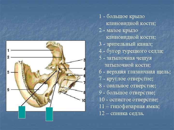 Лобный бугор фото