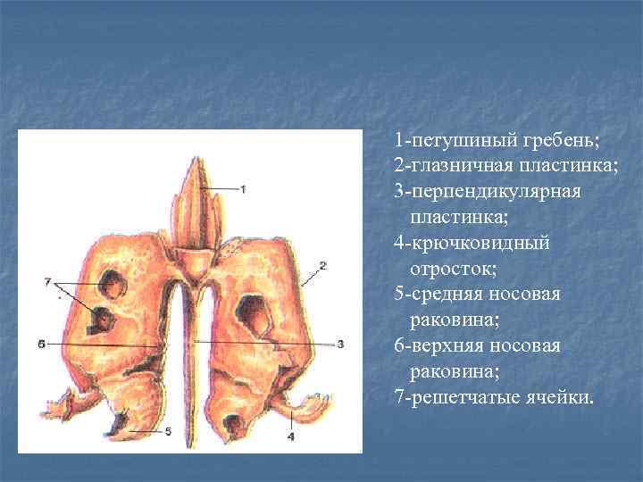 Лобный бугор фото