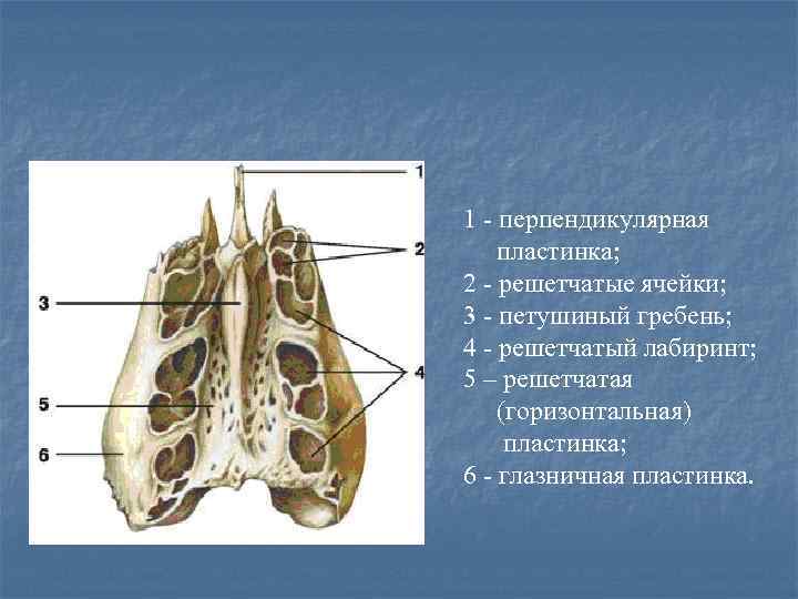 Лобный бугор фото