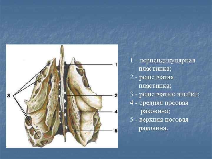 Решетчатая кость мозгового черепа. Средняя носовая раковина решетчатая кость. Решетчатая кость решетчатая пластинка. Решетчатая кость (os ethmoidale). Петушиный гребень решетчатая кость.