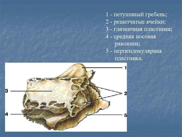 1 - петушиный гребень; 2 - решетчатые ячейки; 3 - глазничная пластинка; 4 -