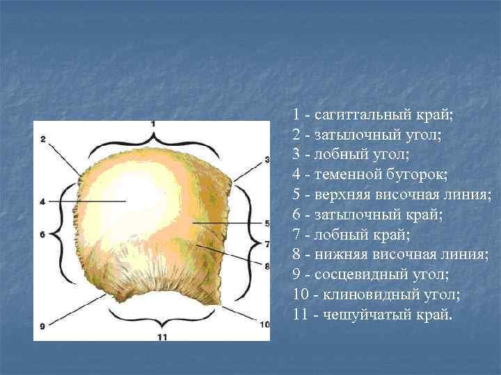 Лобный бугор фото