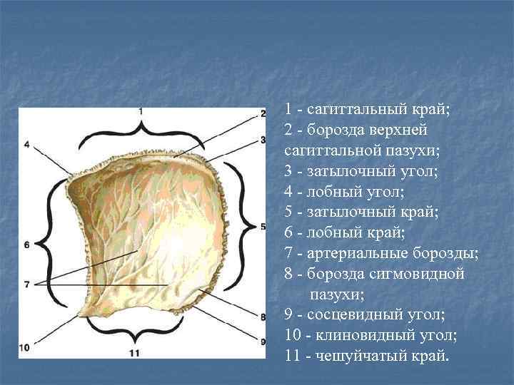 Лобный бугор фото