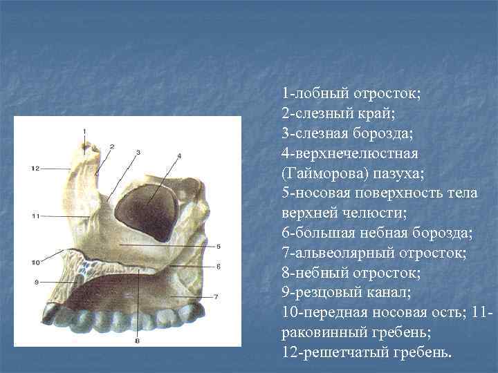 Гайморовы пазухи фото расположение схема