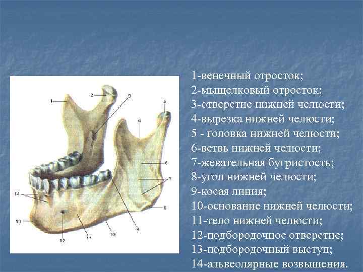 Лобный бугор фото