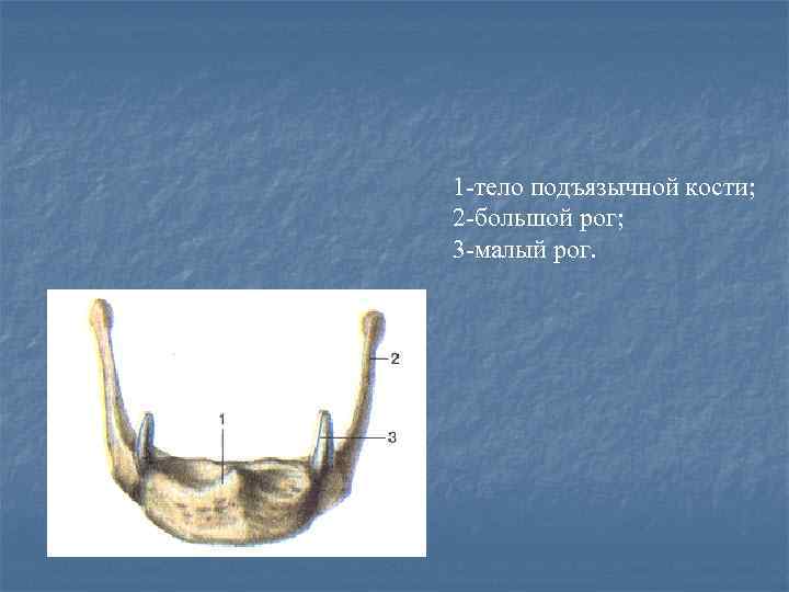 1 -тело подъязычной кости; 2 -большой рог; 3 -малый рог. 