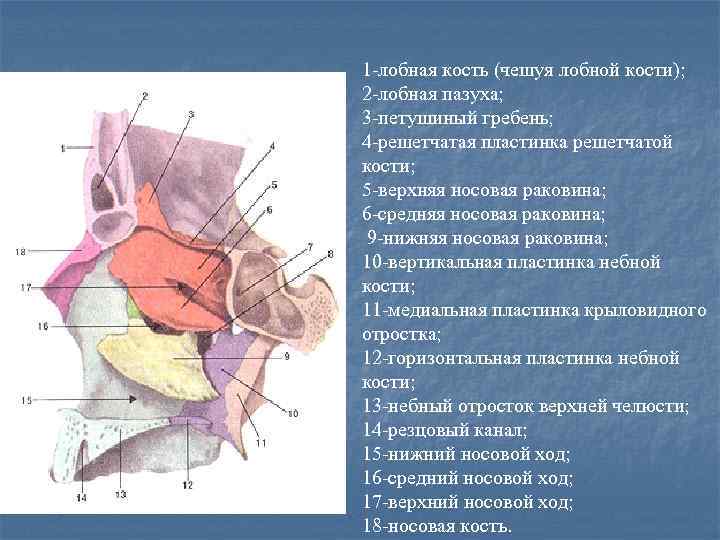 Медиальная стенки крыловидно небной ямки образована. Латеральная стенка носа кости. Костный скелет латеральной стенки полости носа. Латеральная стенка носовой полости раковины. Крылонебная ямка стенки.