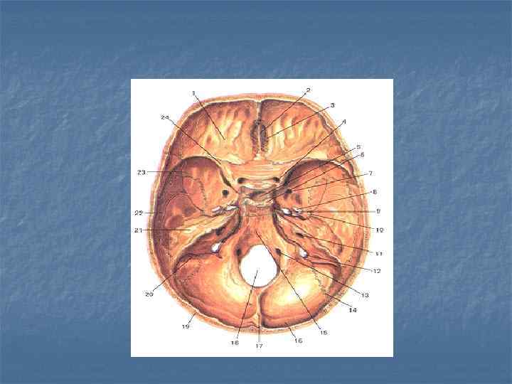 Внутри основания. Основание черепа (basis cranii). Внутреннее основание черепа (basis cranii interna). Бугры у основания черепа. Туберкулема в основании черепа.