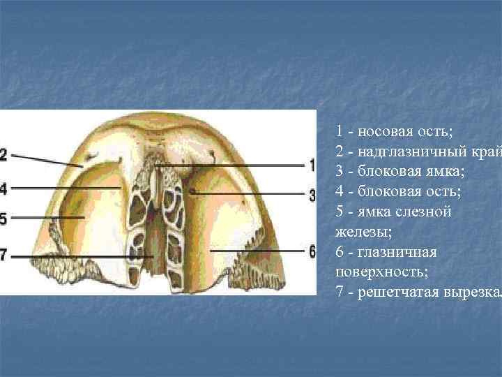 Лобный бугор фото