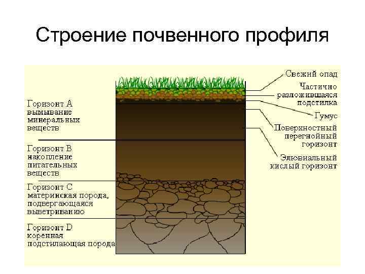 Строение почвенного профиля