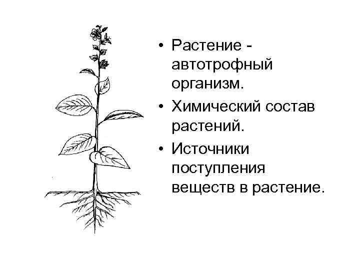 Растение это организм. Состав растения. Растительный организм. Вещества в составе растений. Организм растения.