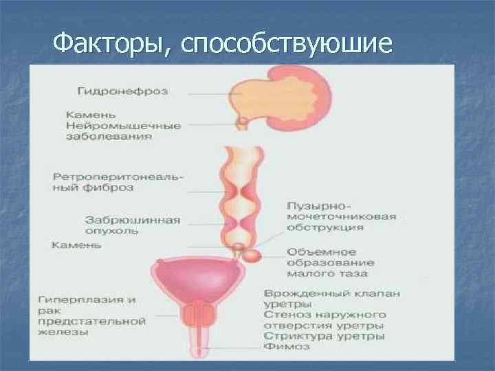 Факторы, способствуюшие вторичному пиелонефриту 