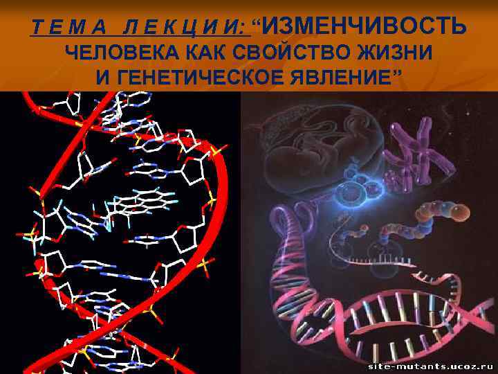 Т Е М А Л Е К Ц И И: “ИЗМЕНЧИВОСТЬ ЧЕЛОВЕКА КАК СВОЙСТВО