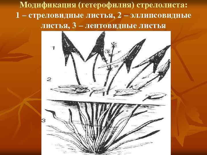 Модификация (гетерофилия) стрелолиста: 1 – стреловидные листья, 2 – эллипсовидные листья, 3 – лентовидные