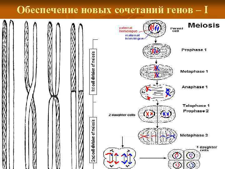 Обеспечение новых сочетаний генов – I 