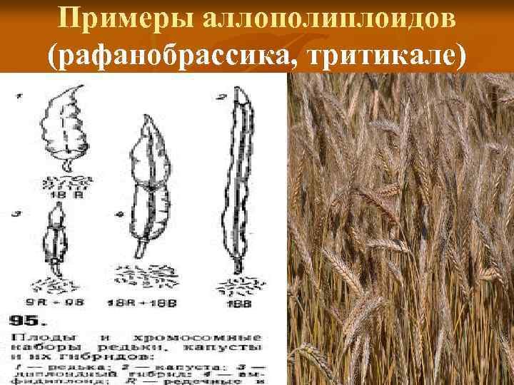 Примеры аллополиплоидов (рафанобрассика, тритикале) 