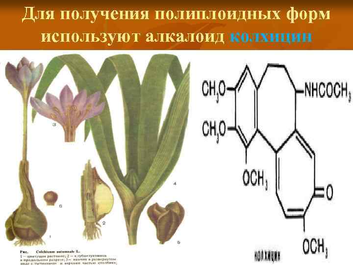 Для получения полиплоидных форм используют алкалоид колхицин 