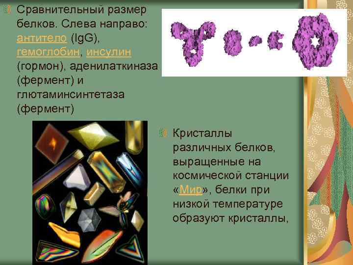 Сравнительный размер белков. Слева направо: антитело (Ig. G), гемоглобин, инсулин (гормон), аденилаткиназа (фермент) и