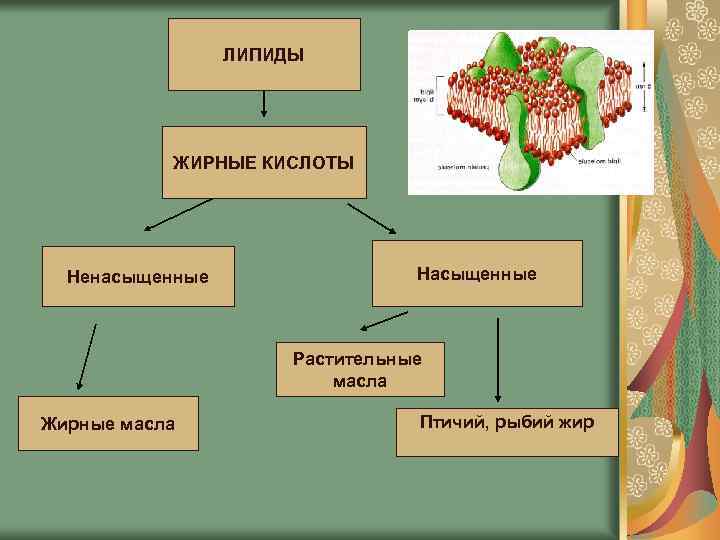 ЛИПИДЫ ЖИРНЫЕ КИСЛОТЫ Насыщенные Ненасыщенные Растительные масла Жирные масла Птичий, рыбий жир 
