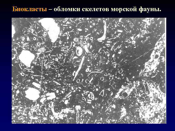 Биокласты – обломки скелетов морской фауны. 