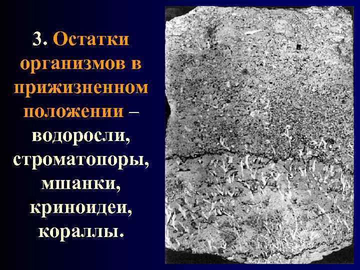 3. Остатки организмов в прижизненном положении – водоросли, строматопоры, мшанки, криноидеи, кораллы. 