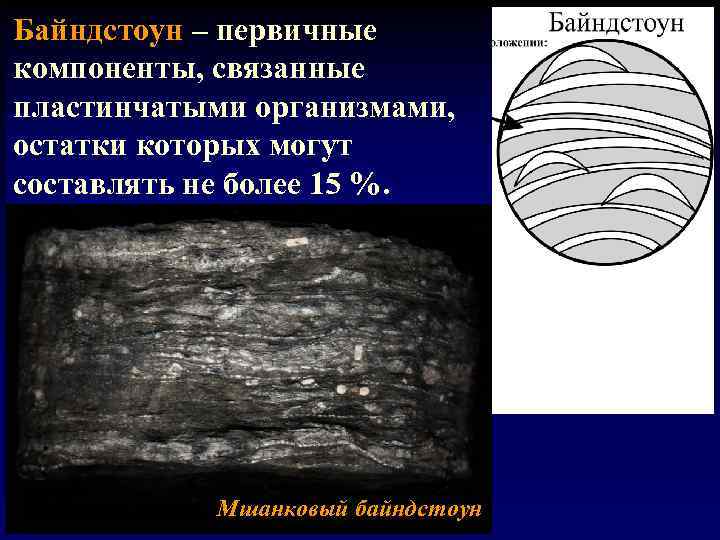 Байндстоун – первичные компоненты, связанные пластинчатыми организмами, остатки которых могут составлять не более 15