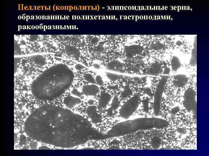Пеллеты (копролиты) - элипсоидальные зерна, образованные полихетами, гастроподами, ракообразными. 