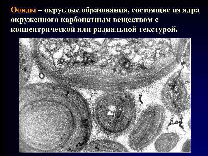 Ооиды – округлые образования, состоящие из ядра окруженного карбонатным веществом с концентрической или радиальной