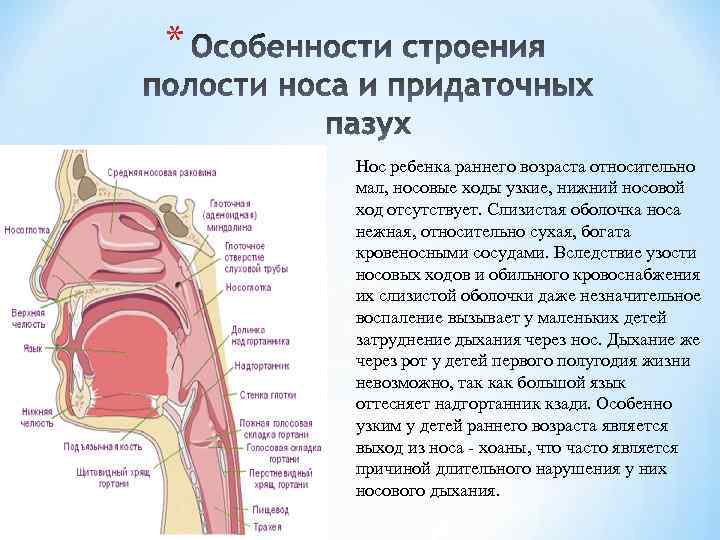 * Нос ребенка раннего возраста относительно мал, носовые ходы узкие, нижний носовой ход отсутствует.