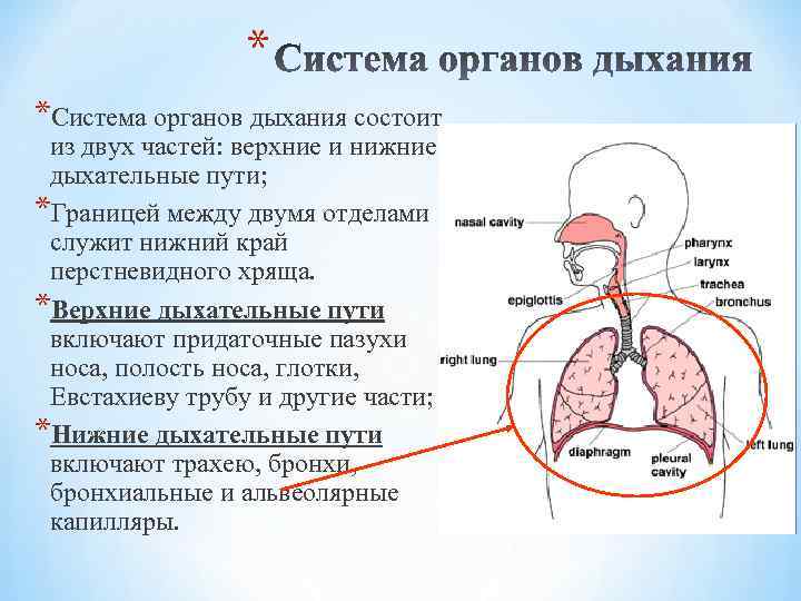 Нижние и верхние пути дыхания. Верхние и нижние дыхательные пути. Система дыхания состоит. Структура верхних и нижних дыхательных путей. Верхние дыхательные пути включают.