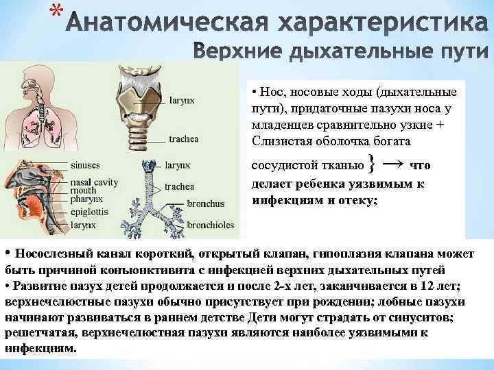* • Нос, носовые ходы (дыхательные пути), придаточные пазухи носа у младенцев сравнительно узкие