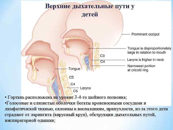 Верхние дыхательные пути это