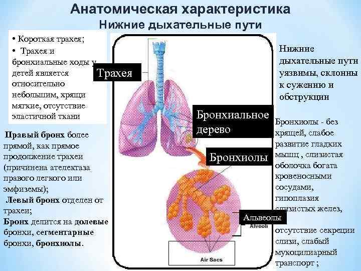 Анатомическая характеристика Нижние дыхательные пути • Короткая трахея; • Трахея и бронхиальные ходы у