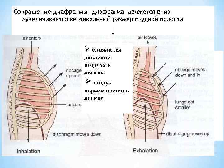 Сокращение диафрагмы: диафрагма движется вниз >увеличивается вертикальный размер грудной полости ↓ Ø снижается давление