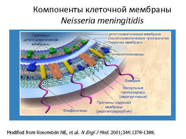 Компоненты мембраны