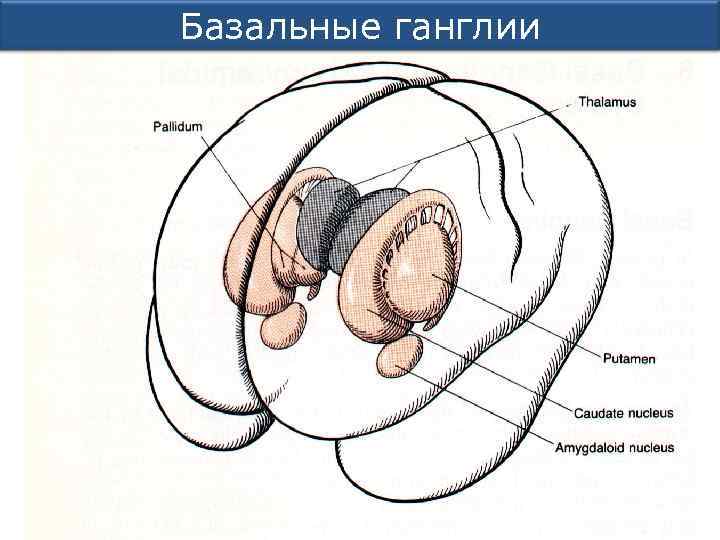 Базальные ганглии 