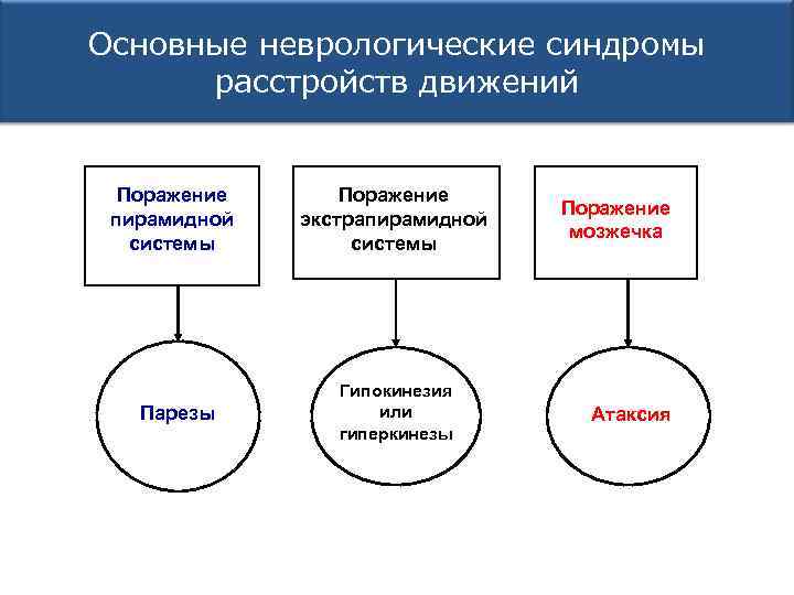 Основные неврологические синдромы расстройств движений Поражение пирамидной системы Парезы Поражение экстрапирамидной системы Гипокинезия или