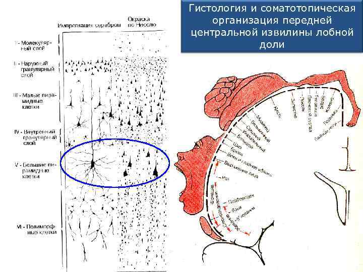 Гистология и соматотопическая организация передней центральной извилины лобной доли 
