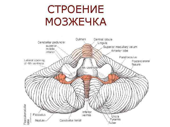 СТРОЕНИЕ МОЗЖЕЧКА 